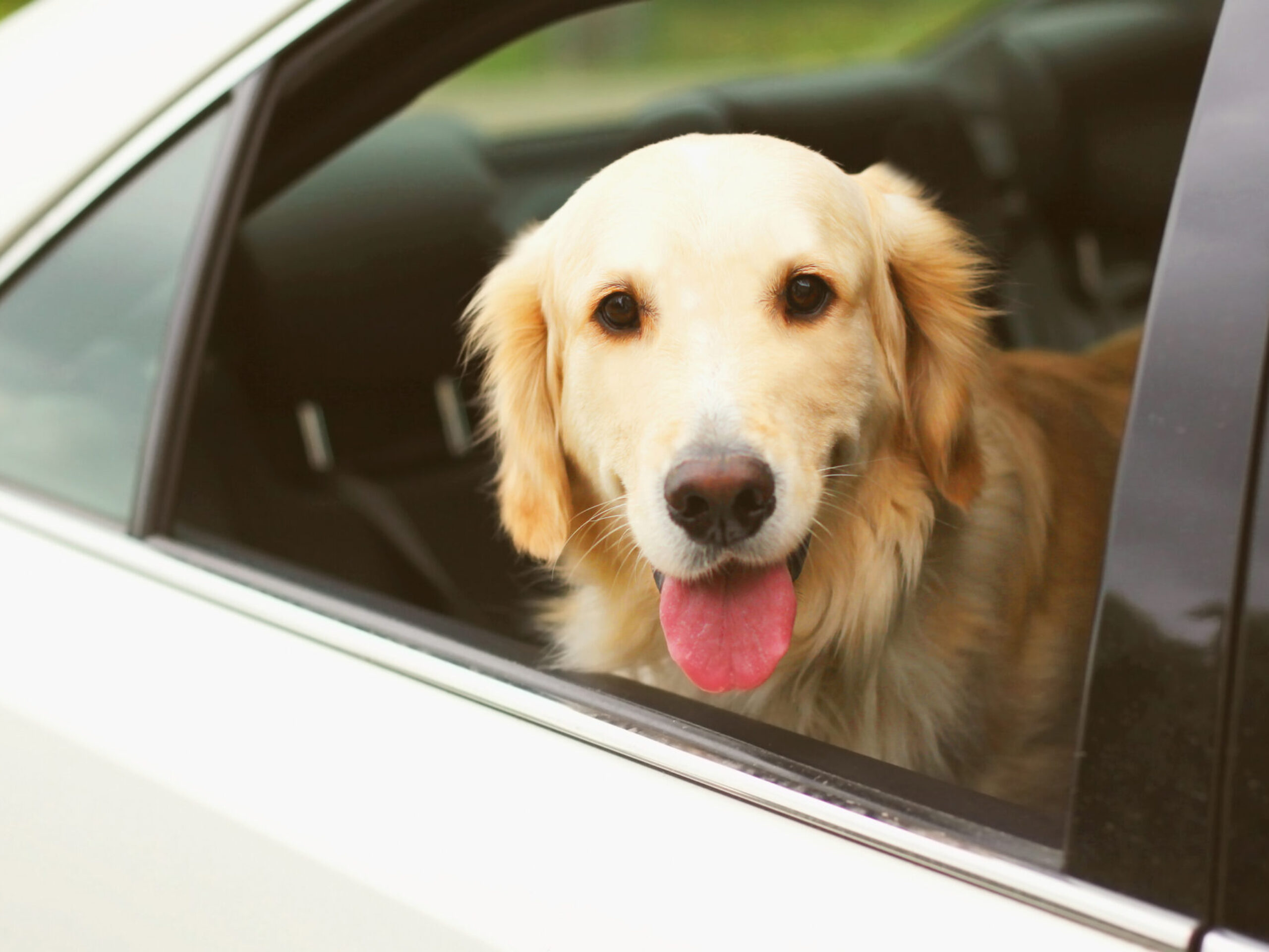 Happy young Golden Retriever dog sitting in car looking out the window