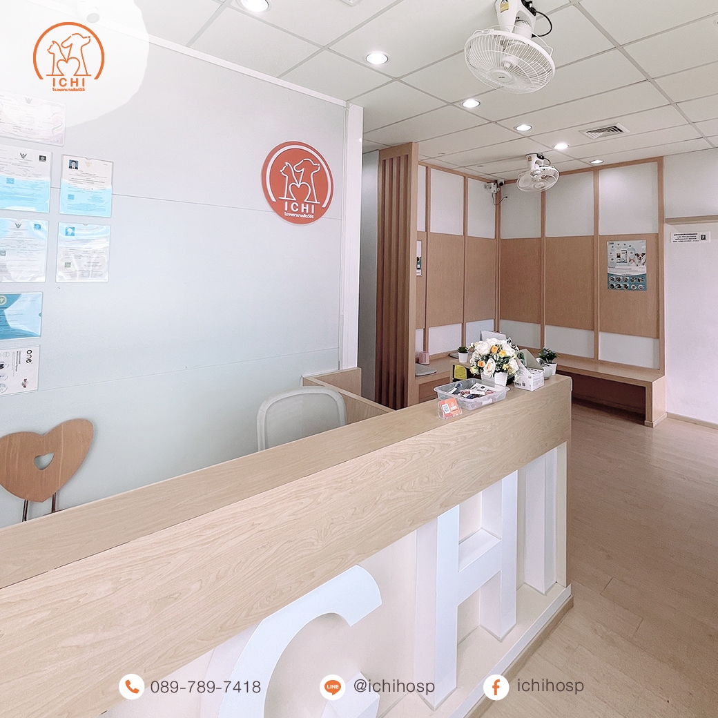 โรงพยาบาลสัตว์ใกล้ฉัน หนองแขม บางบอน บางแค