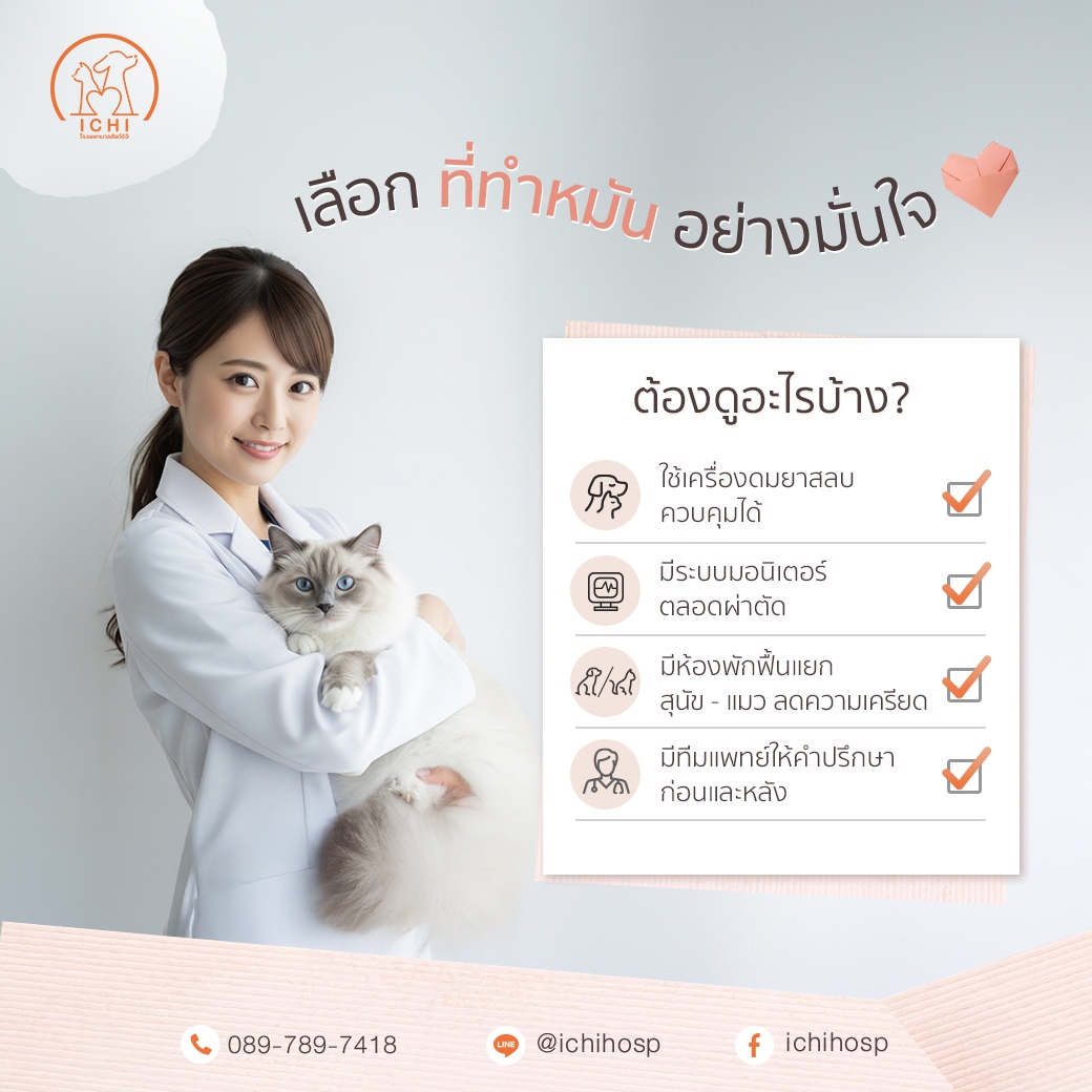 การทำหมันคือหนึ่งในขั้นตอนสำคัญของการดูแลสัตว์เลี้ยงที่รัก