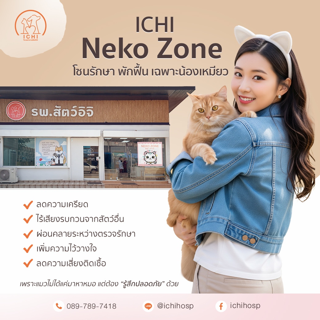 ichi neko zone โรงพยาบาลสัตว์อิจิหนองแขมบางแค